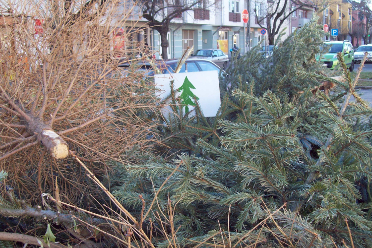 Itt gyűjtik a fenyőket Győrben