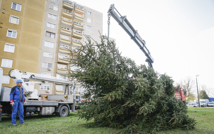 Megkezdődött a Mindenki karácsonyfáinak felállítása Győrben