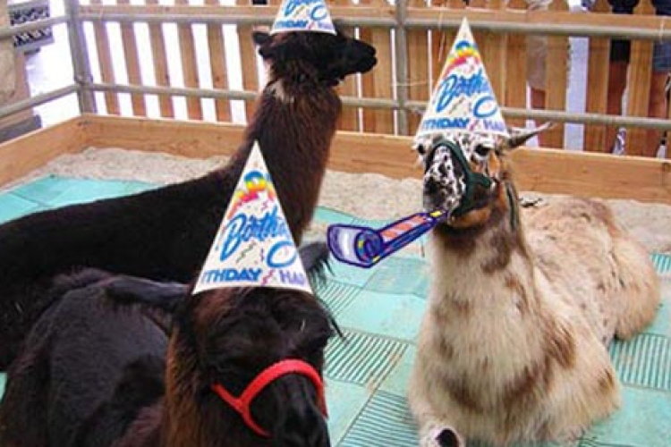 Részeg fiatalok lámát loptak, bulizni vitték