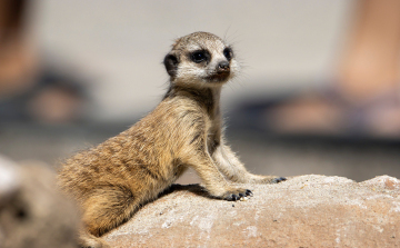 Nehéz időszak után ünnepelt az állatkert
