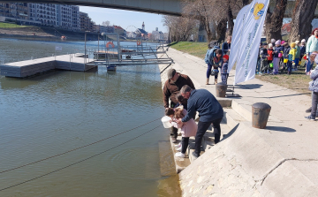 Látványtelepítés lesz Halak napján a Mosoni-Dunába