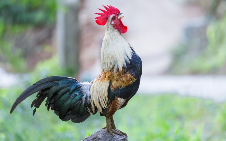 Úgy földhöz vágott egy kakast a férfi, hogy az állat elpusztult