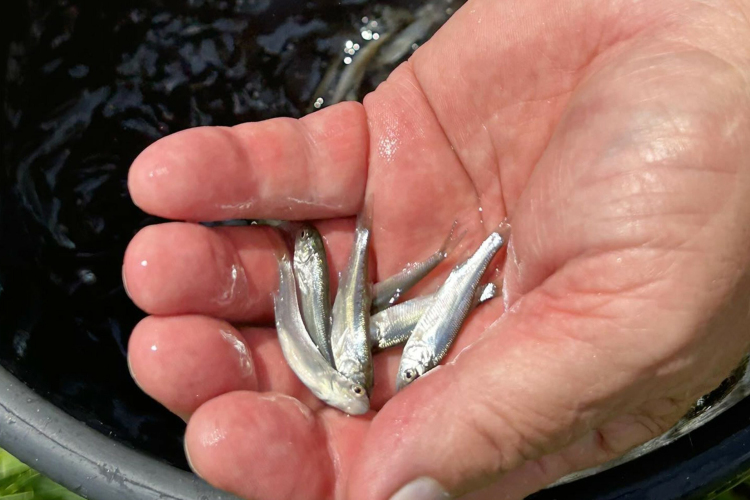 Öt helyszínre 29 ezer előnevelt halat vittek