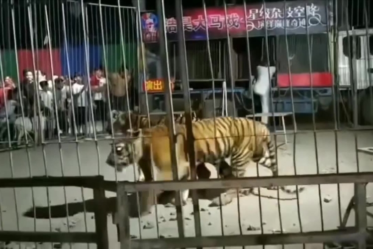 Kiugrott a tigris az iskolások közé a cirkuszban