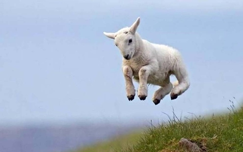 Birkával ütközött a repülő