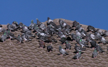 Galambok keserítik meg a lakók életét
