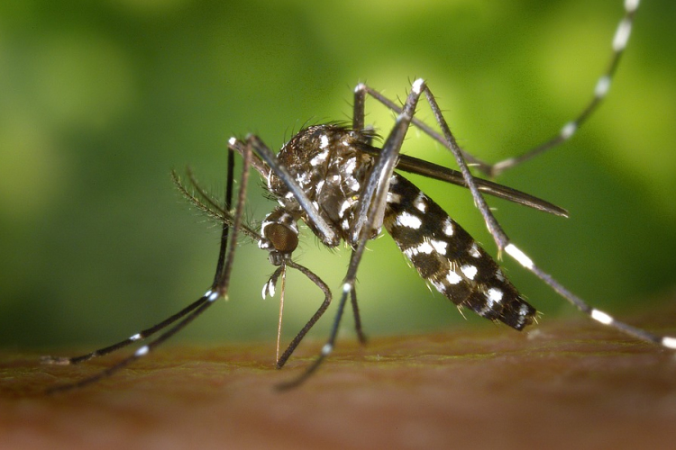 Kezdetét vette az országos szúnyoggyérítési program utolsó hete - megyénkben is irtanak 