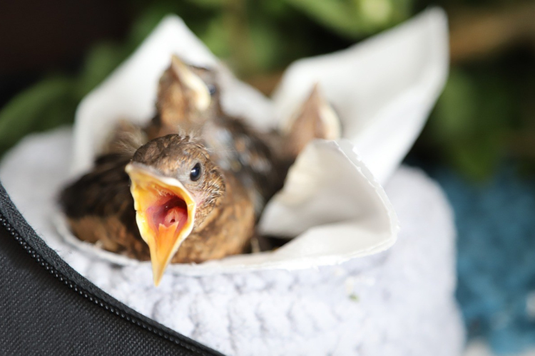 A talált madárfiókák nem szorulnak megmentésre!