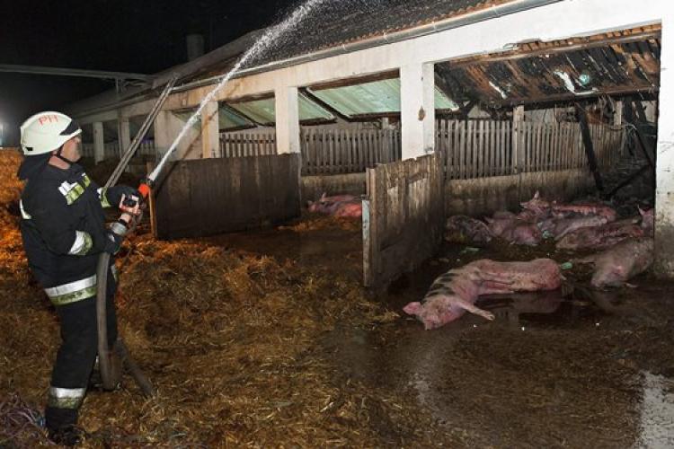 Elpusztult mintegy száz sertés egy hizlaldában keletkezett tűzben Lázinál