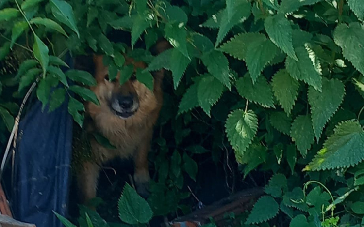 Már bontották a házat, amiben a régi gazda otthagyta kutyáját (FOTÓK)