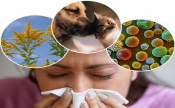 Kutyaharapást szőrivel - allergiás szénanátha kezelése 4 lépésben
