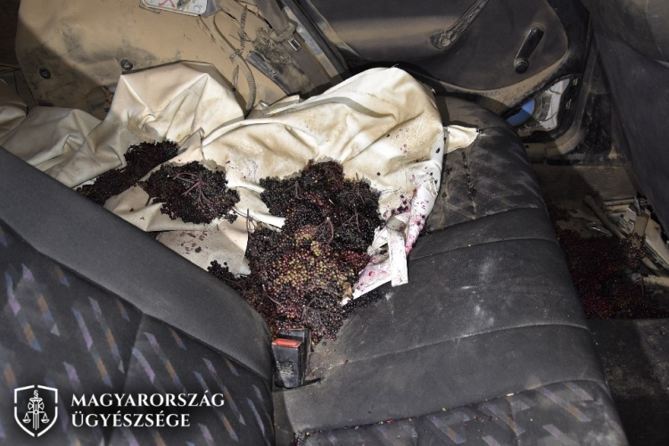 Több, mint egy tonna bodzát akart ellopni egy koroncói ültetvényről