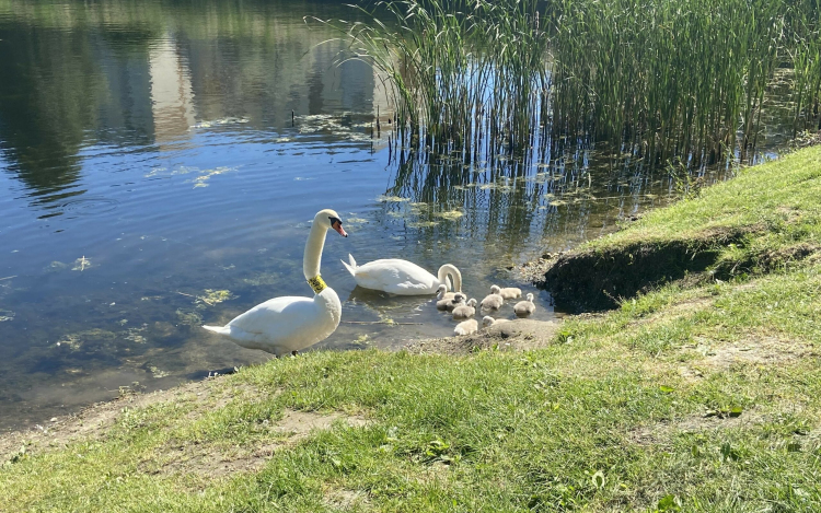 Ennél bájosabbat ma már nem fog látni! – Nyolc fiókát nevel a hattyúpár az adyvárosi 2-es tónál