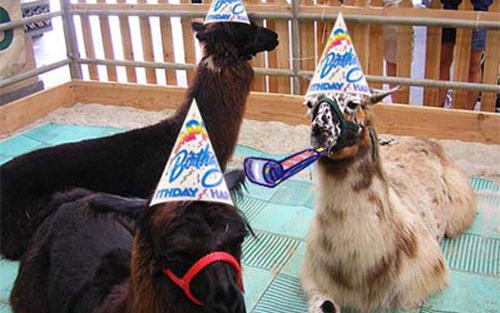 Részeg fiatalok lámát loptak, bulizni vitték