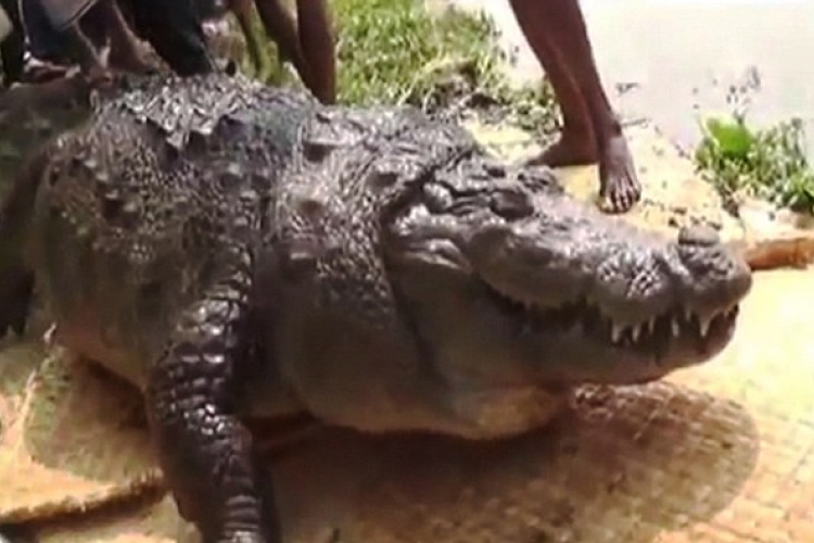 Halálra etették a hívek egy bangladesi szentély százéves krokodilját