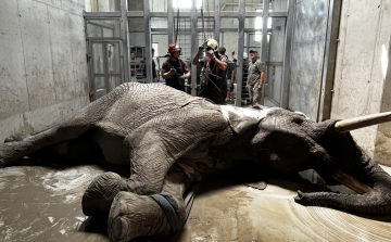 Elefántmentéshez kérték a győri tűzoltók segítségét