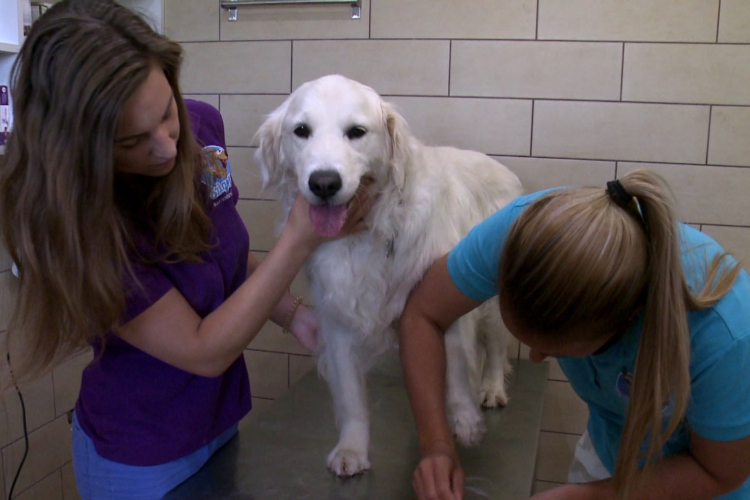 Nyáron fokozott figyelmet igényelnek a házi kedvencek
