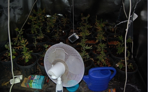 Dugig volt fűvel a soproni férfi padlása – Videó!