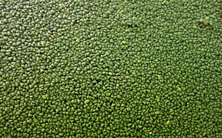 Zöld lett a Mosoni-Duna