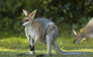 Kengurut gázoltak Orosházán