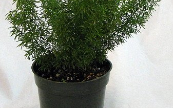 Beszélgess kedves szobanövényekkel