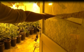 Őrizetben a kábítószer-termesztő