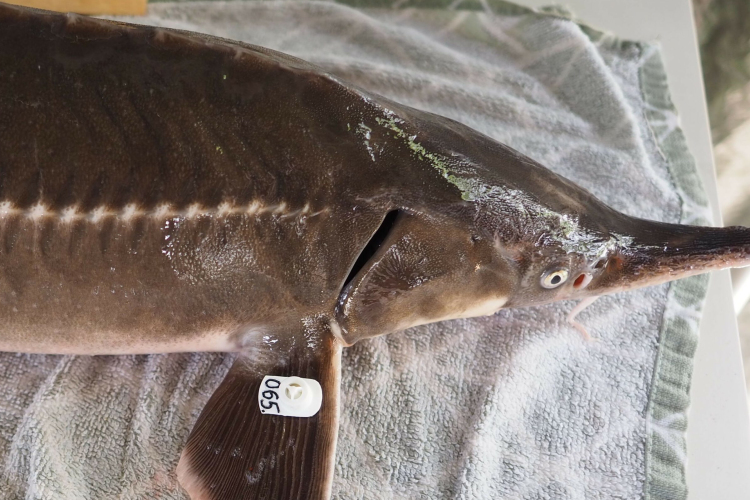 Jeladós kecsegék úsznak a Dunában, ezt tegye, aki kifogja 