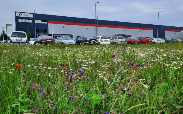 Hatalmas méhlegelőt alakítottak ki Győrben