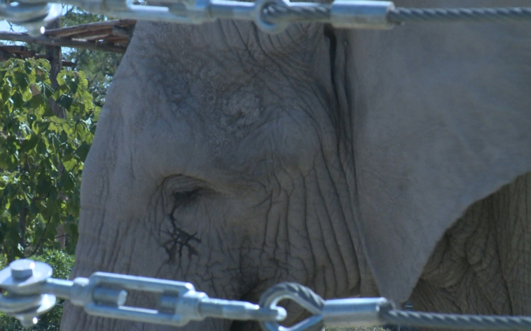 Elefántok világnapja a győri állatkertben is