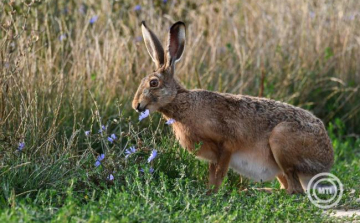 A felelős állattartásra hívja fel a figyelmet az állatvédelemért felelős kormánybiztos