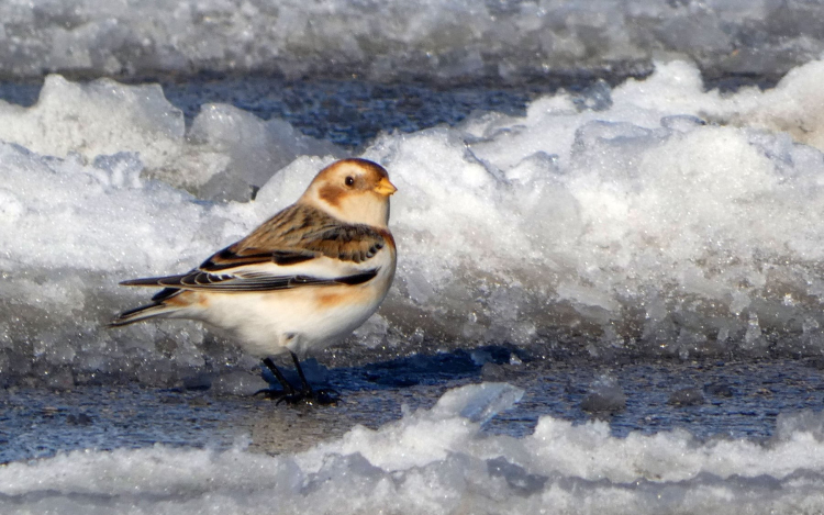 Ritka ragadozó bukkant fel a Szigetközben