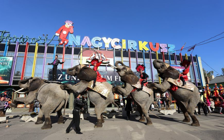 Ajándék cirkuszjegy a kitűnő bizonyítvány mellé