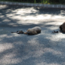 2013.06.23.Vasárnap SzFeszt 4.nap Fotók.árpika