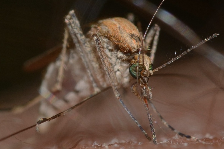 A jövő héten kezdődik az országos szúnyoggyérítési program 