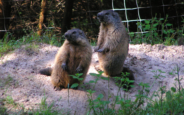 Elkeserítette az ukránokat a lvivi mormota: hosszú telet jósolt