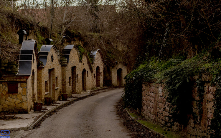 Vince-napi pincejárás a Pannonhalmi Borvidéken