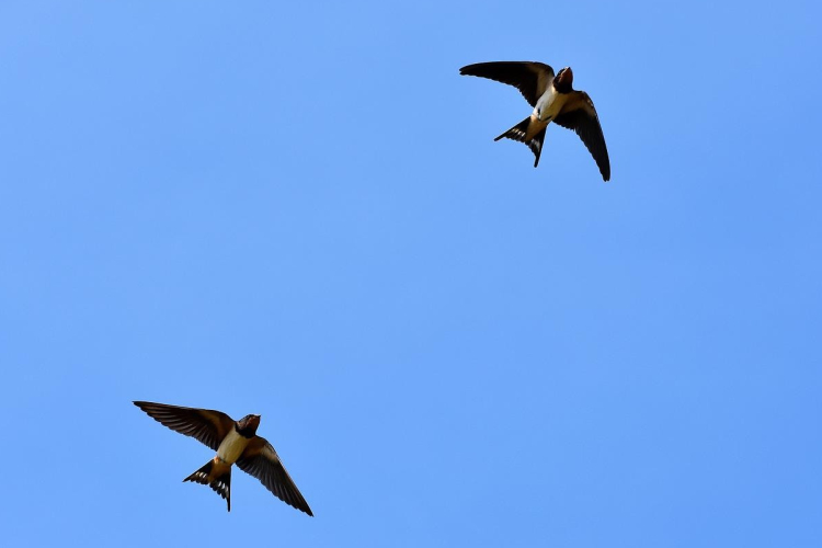 Műfészkekkel segíti a fecskék védelmét a MÁV