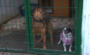 Továbbra sem fogadnak új állatot a győri menhelyen