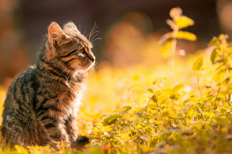 Pracli Örökbefogadó és Családi Nap a Győri Puha Praclik Egyesülettel