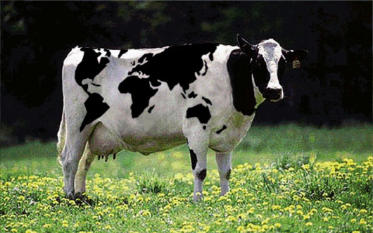 Ágyában aludt, amikor ráesett egy tehén