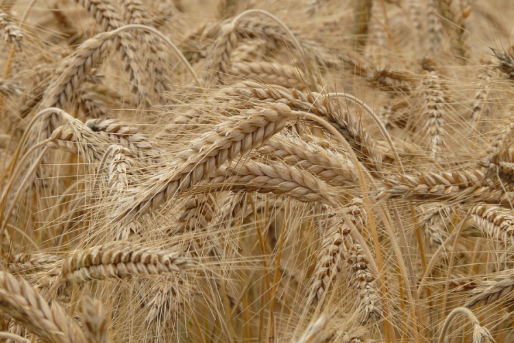 Az őszi búza negyede már tárolókban van