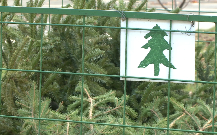 Már gyűjtik a kidobott fenyőfákat Győrben