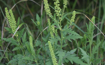 Tombol a parlagfűszezon