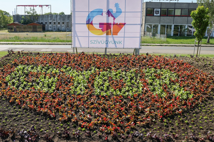 Két hét alatt borul virágba Győr