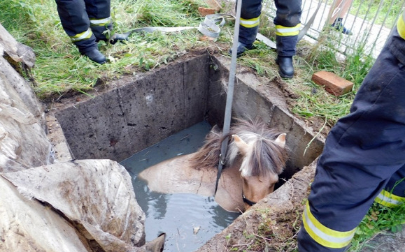 Vízzel teli aknába esett egy ló