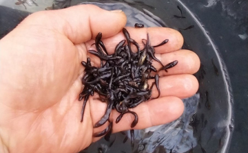 Menyhalat telepítettek öt helyre (VIDEÓ)