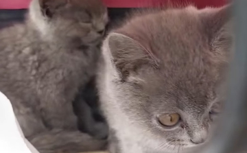 Elkobozta a NAV az útlevél nélkül utazó cicákat