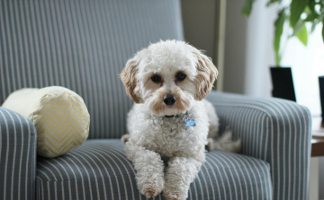 Megkezdődött az ebösszeírás