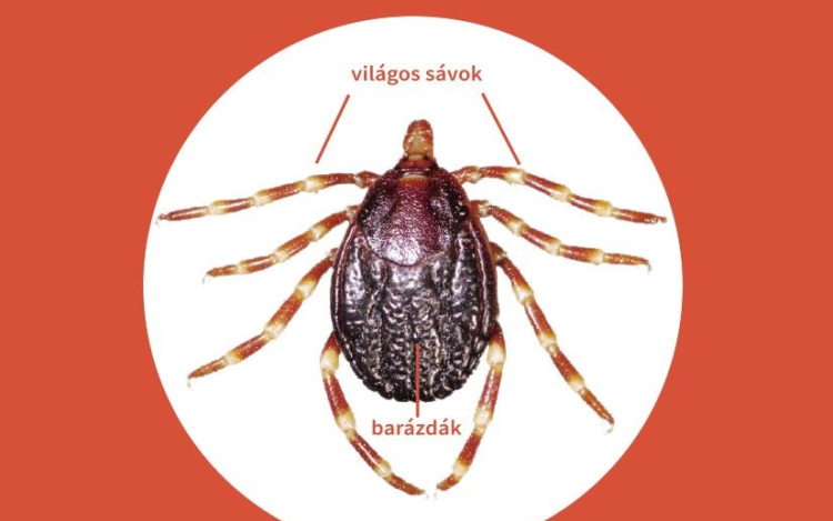 Nagyobb és gyorsabb kullancsok szívhatják idén a vérünket