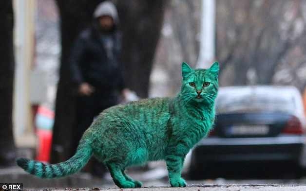 A zöld macska rejtélye megoldódott